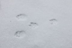 Kaninchenspuren Im Schnee Archive Mohren Sind Orange