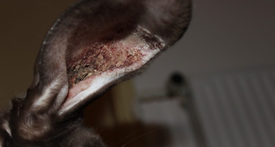 Katze Bild Was Tun Wenn Katze Milben Im Ohr Hat