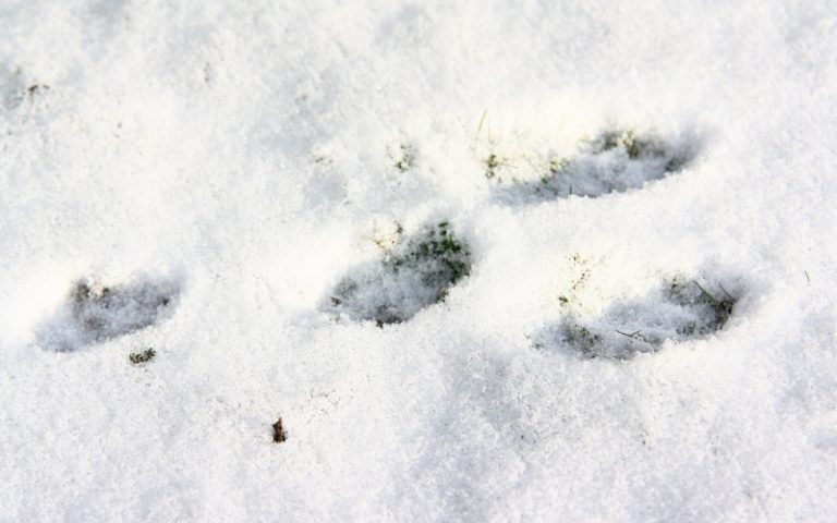 Vermisst Plotzlich Ist Ein Kaninchen Weg Mohren Sind Orange